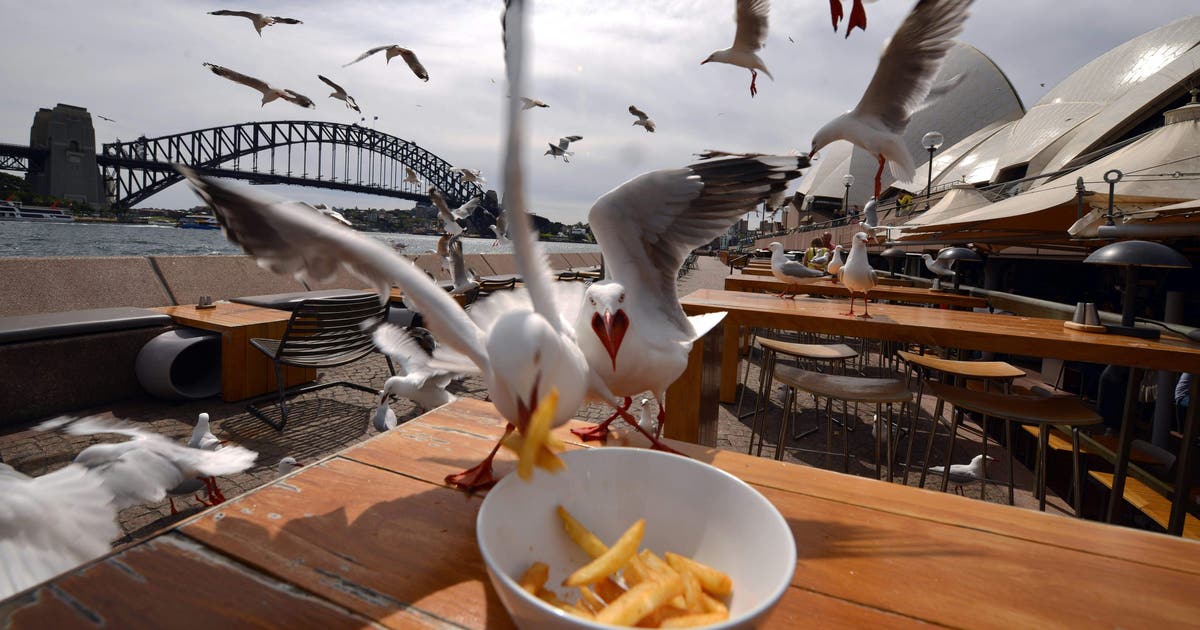 Study reveals the best way to drive off pesky seagulls | LiveNOW 