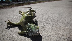 Arctic blast cold-stuns iguanas in Florida during record-setting temperature plunge