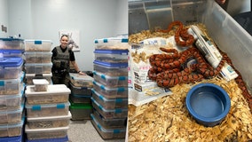 Dozens of snakes rescued after alleged abandonment in South Carolina