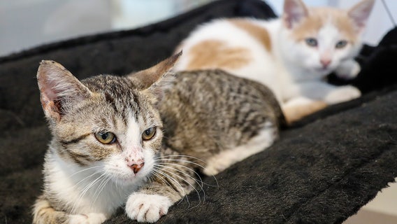 FDA authorizes drug to treat cats and kittens infected with New World screwworm