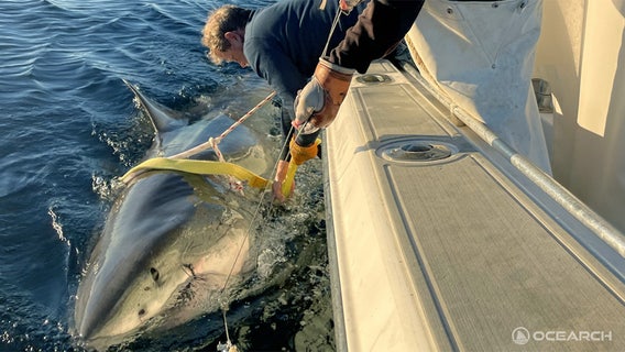 Largest male great white shark ever recorded pinged off New Jersey coast