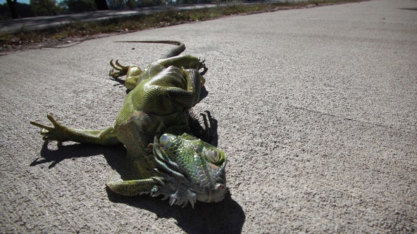 Arctic blast cold-stuns iguanas in Florida during record-setting temperature plunge