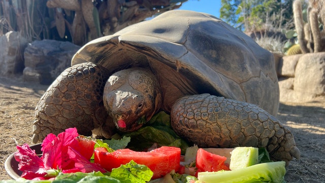 San Diego Zoo’s oldest resident, 141-year-old tortoise Gramma, dies