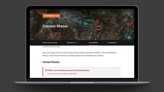 New USDA website centralizes info in fight against New World screwworm parasite threatening U.S. livestock