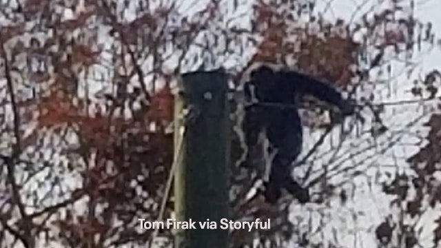 Photos: Great ape escape forces lockdown at Indiana zoo