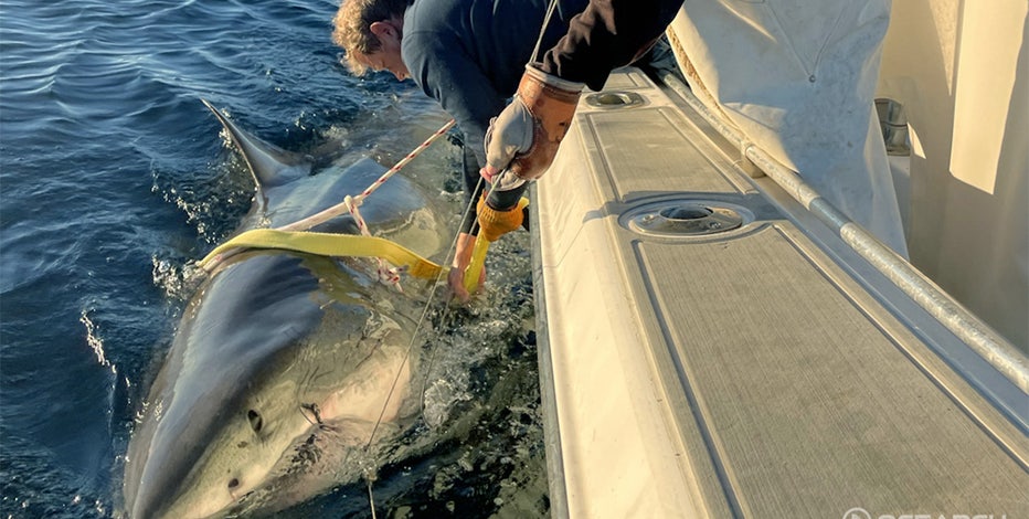 Largest male great white shark ever recorded pinged off New Jersey