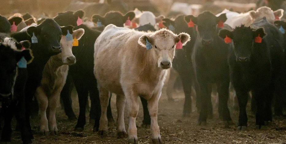 Ground beef prices could hit $10 a pound, Omaha Steaks CEO warns