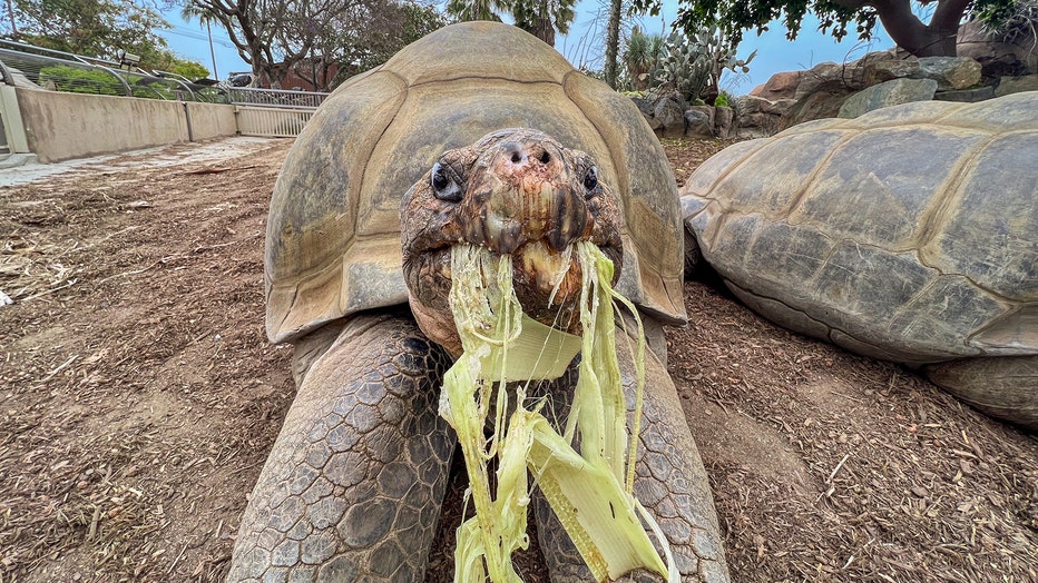 San Diego Zoo's oldest resident, 141-year-old tortoise Gramma