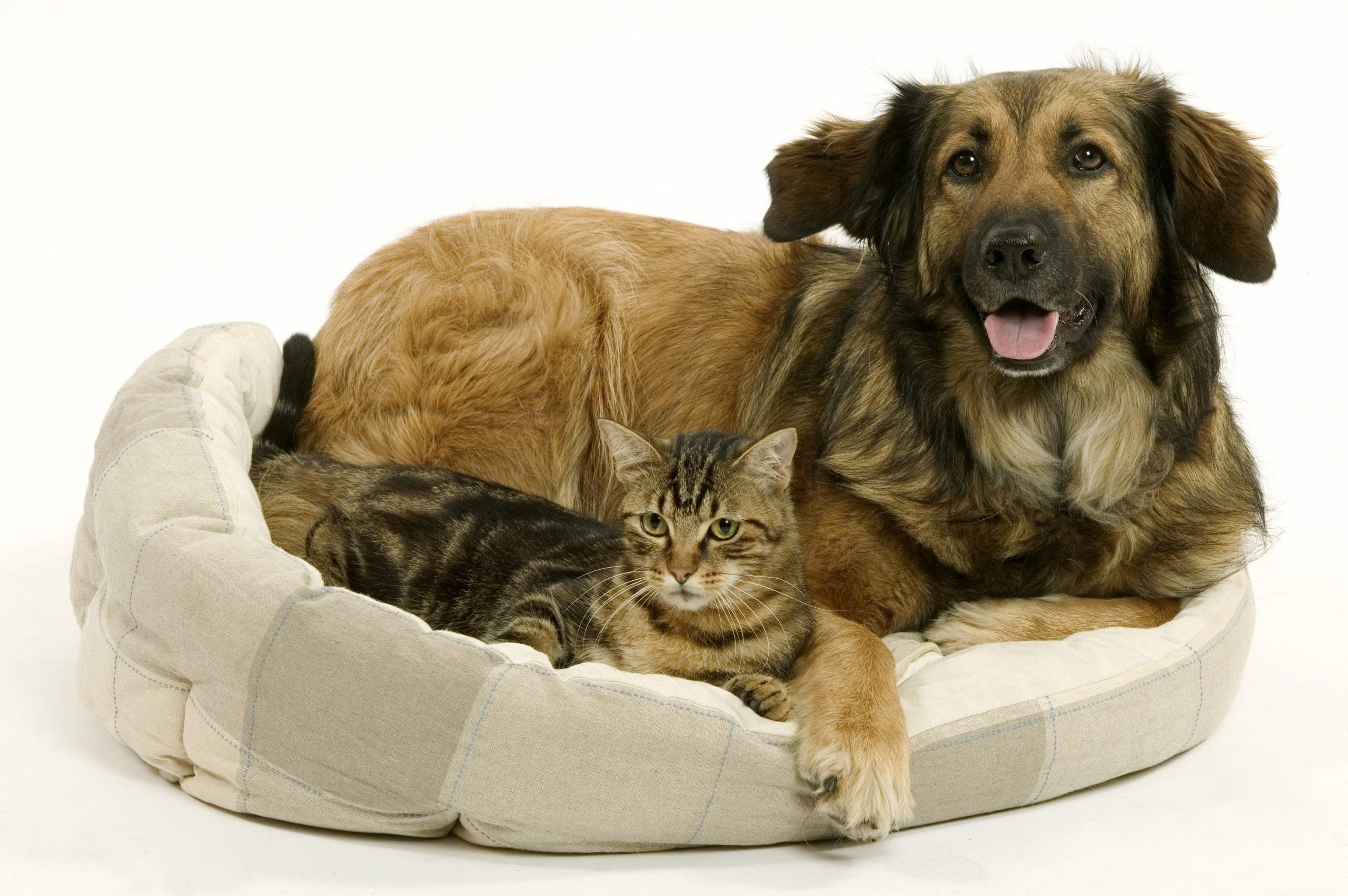 Most popular cat and dog names of 2025