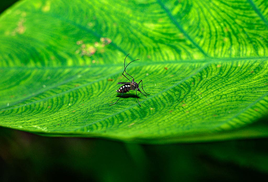 CDC warns travelers about outbreak of untreatable mosquito disease in 4 countries