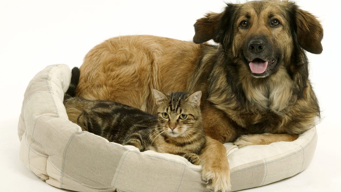 Most popular cat and dog names of 2025