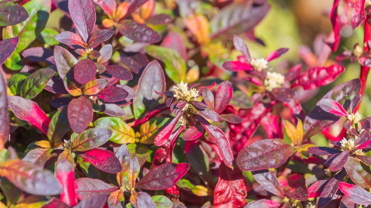 Traditional plant extract shows anti-inflammatory potential in early research