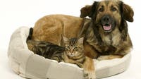 Most popular cat and dog names of 2025