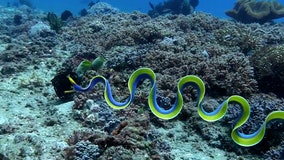 Rare blue eel stuns divers in underwater footage: Floating ‘piece of silk’