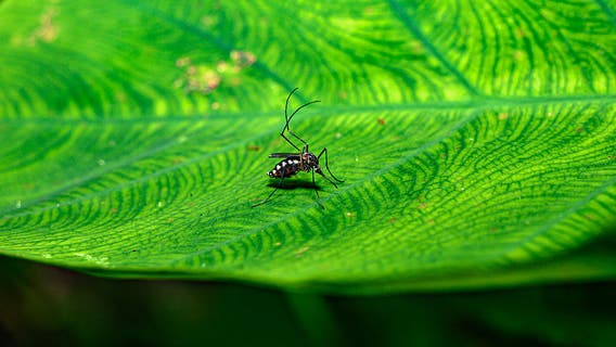 CDC warns travelers about outbreak of untreatable mosquito disease in 4 countries