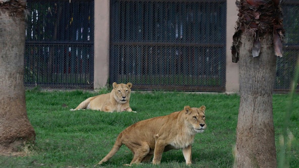 Teen with dreams of lion taming mauled to death after climbing into enclosure at zoo