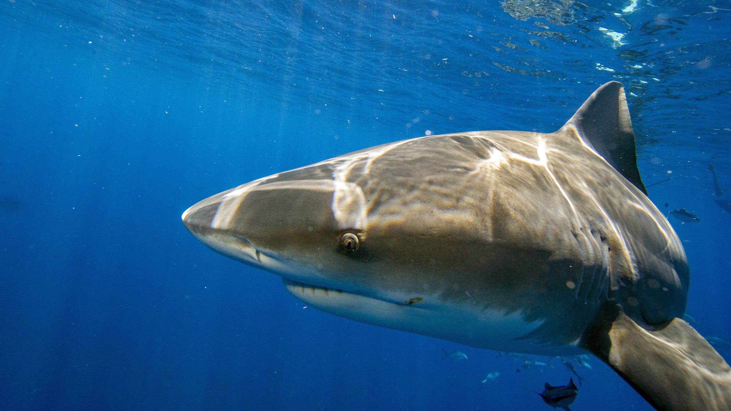 3 shark attacks off Sydney in just over 24 hours; man, boy in critical condition