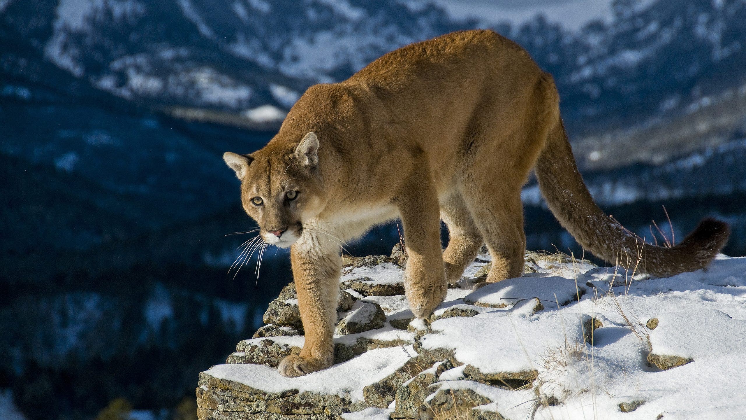 Woman dies in suspected mountain lion attack in Colorado