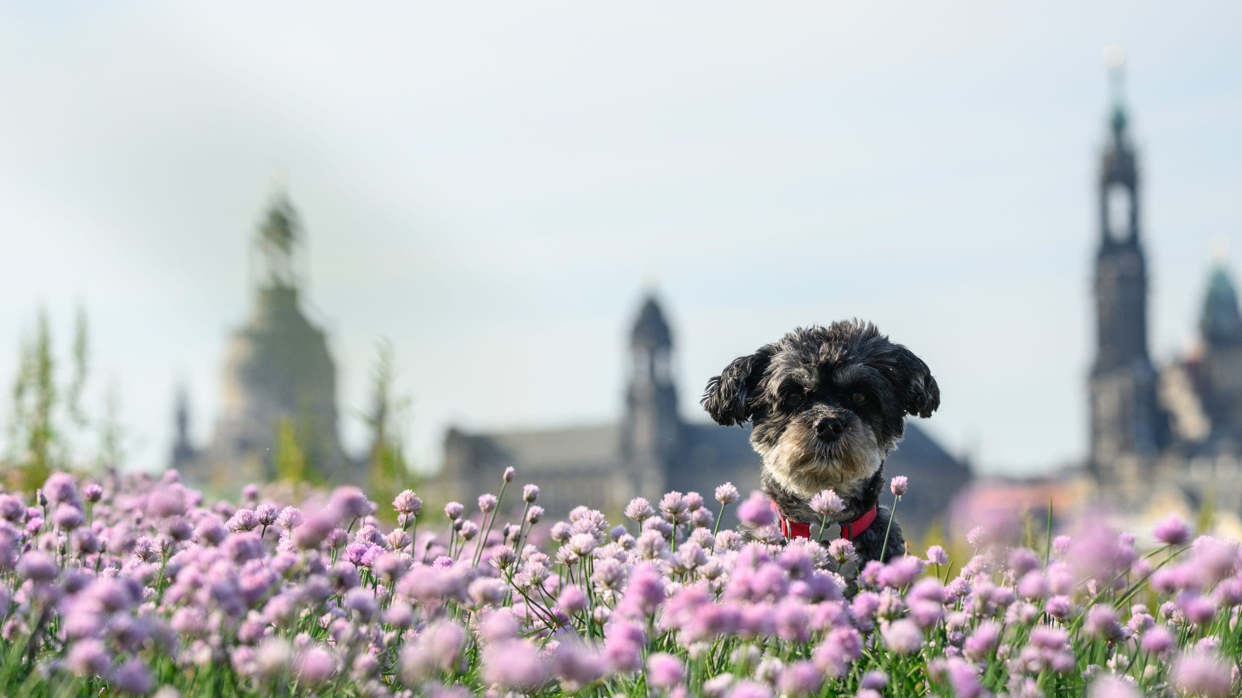 From bassets to bolonki: American Kennel Club adds 3 new breeds