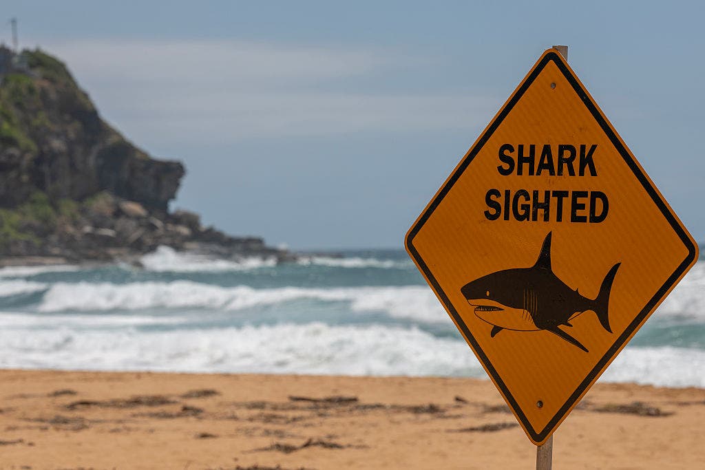 Boy, 12, killed in shark attack at cliff-jumping site