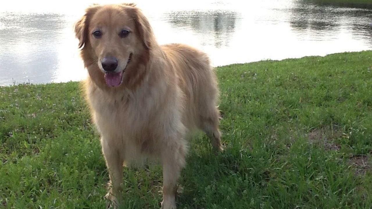 FDA approves drug to treat dogs with lymphoma cancer