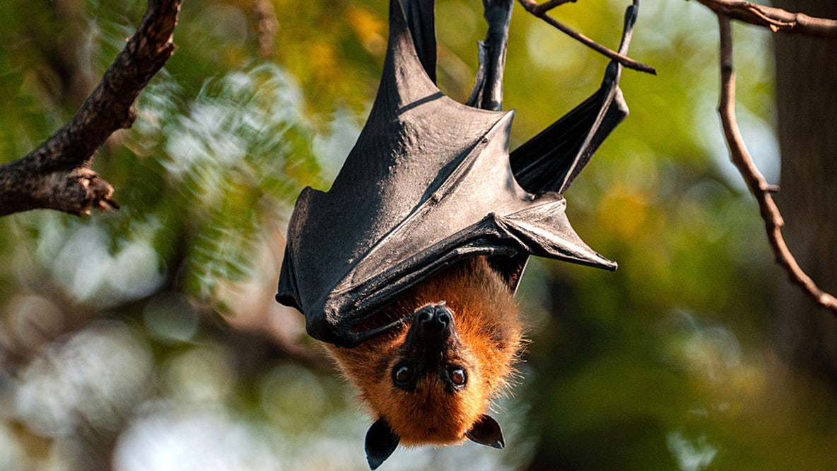 What is Nipah virus? Deadly disease has countries in Asia on high alert