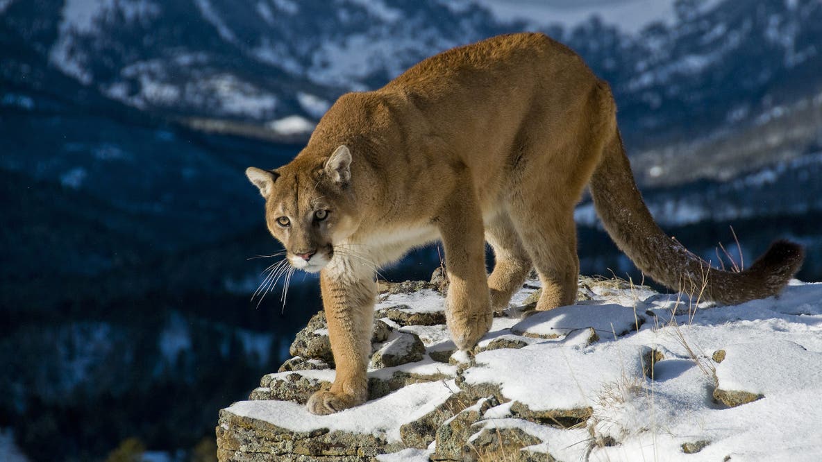 Woman dies in suspected mountain lion attack in Colorado