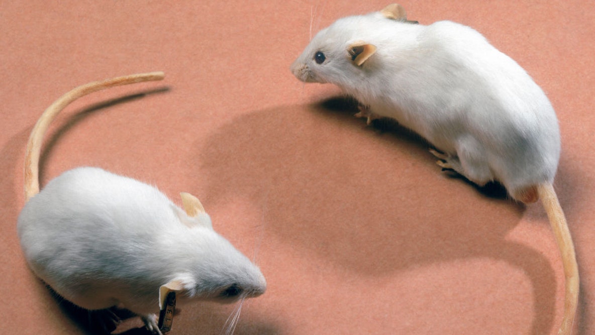 Spanish scientists cure pancreatic cancer in mice in medical breakthrough