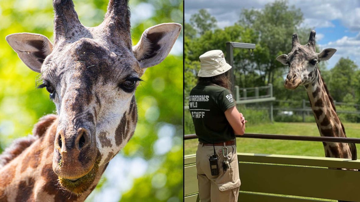 Giraffe dies at Toronto zoo in 'sudden and tragic' accident