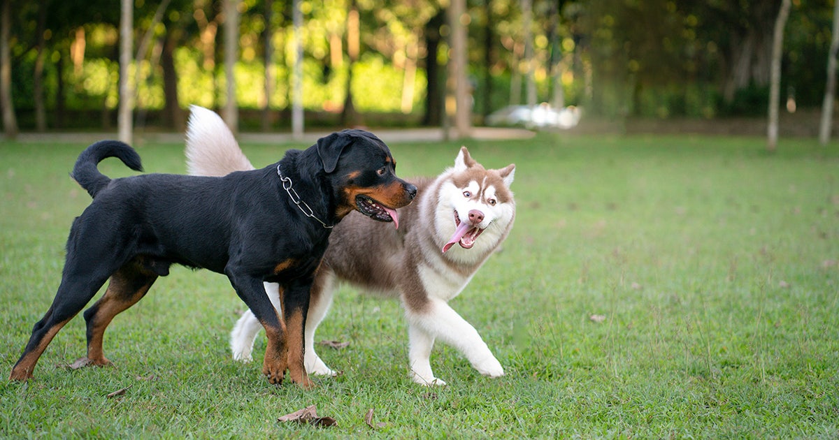 FDA issues advisory after tests of Raaw Energy dog reveal bacteria contamination, company refuses to recall