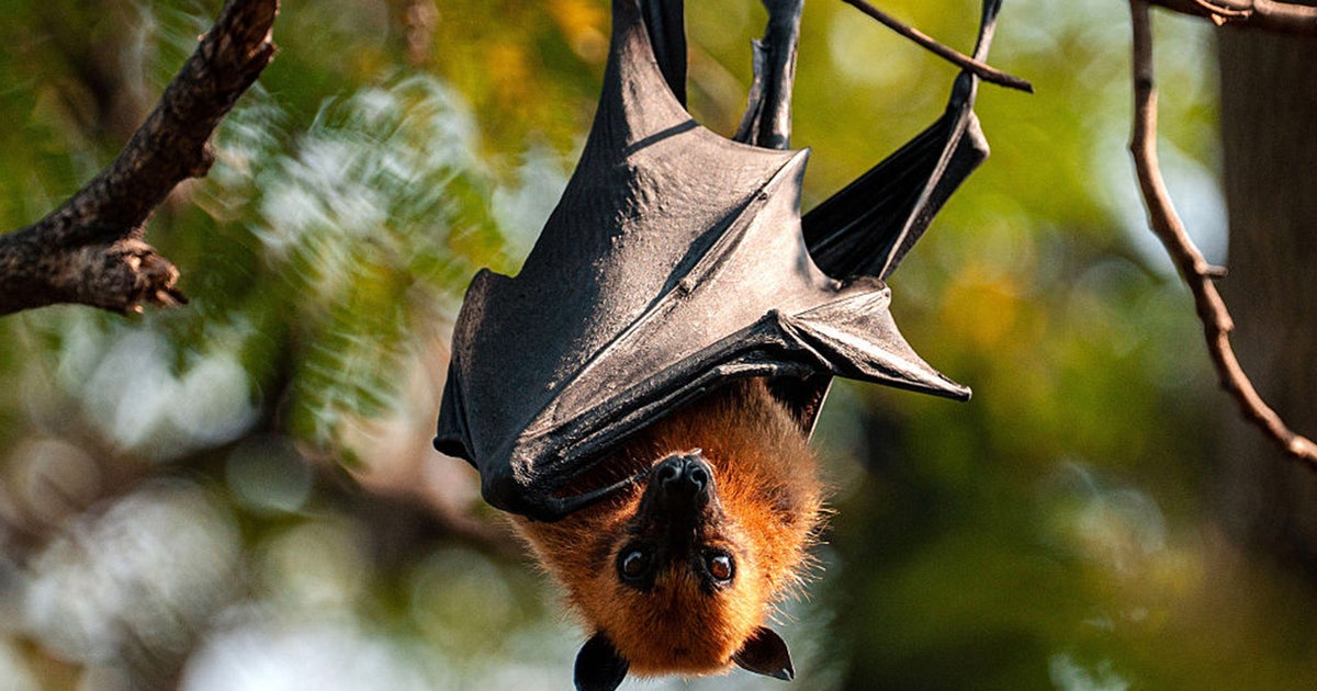 What is Nipah virus? Deadly disease has countries in Asia on high alert
