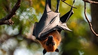 What is Nipah virus? Deadly disease has countries in Asia on high alert