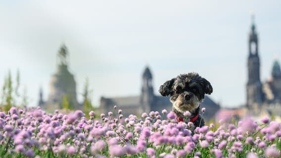 From bassets to bolonki: American Kennel Club adds 3 new breeds