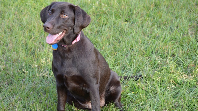 FDA approves drug to treat dogs with idiopathic epilepsy