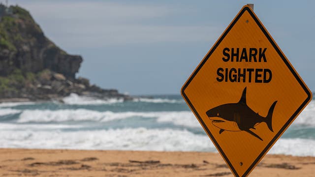 Boy, 12, killed in shark attack at cliff-jumping site