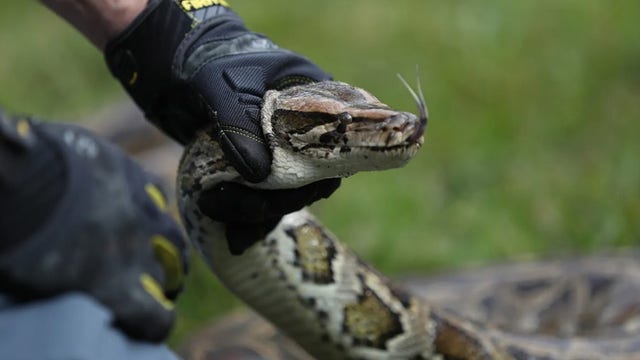 Woman wakes up with 8-foot python coiled on her chest while sleeping: 'Don't move'