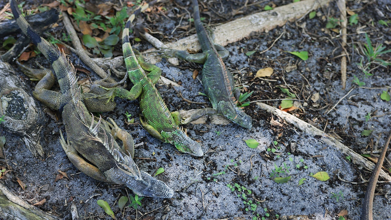 Florida freeze: More than 5,000 cold-stunned iguanas collected by Florida wildlife officials
