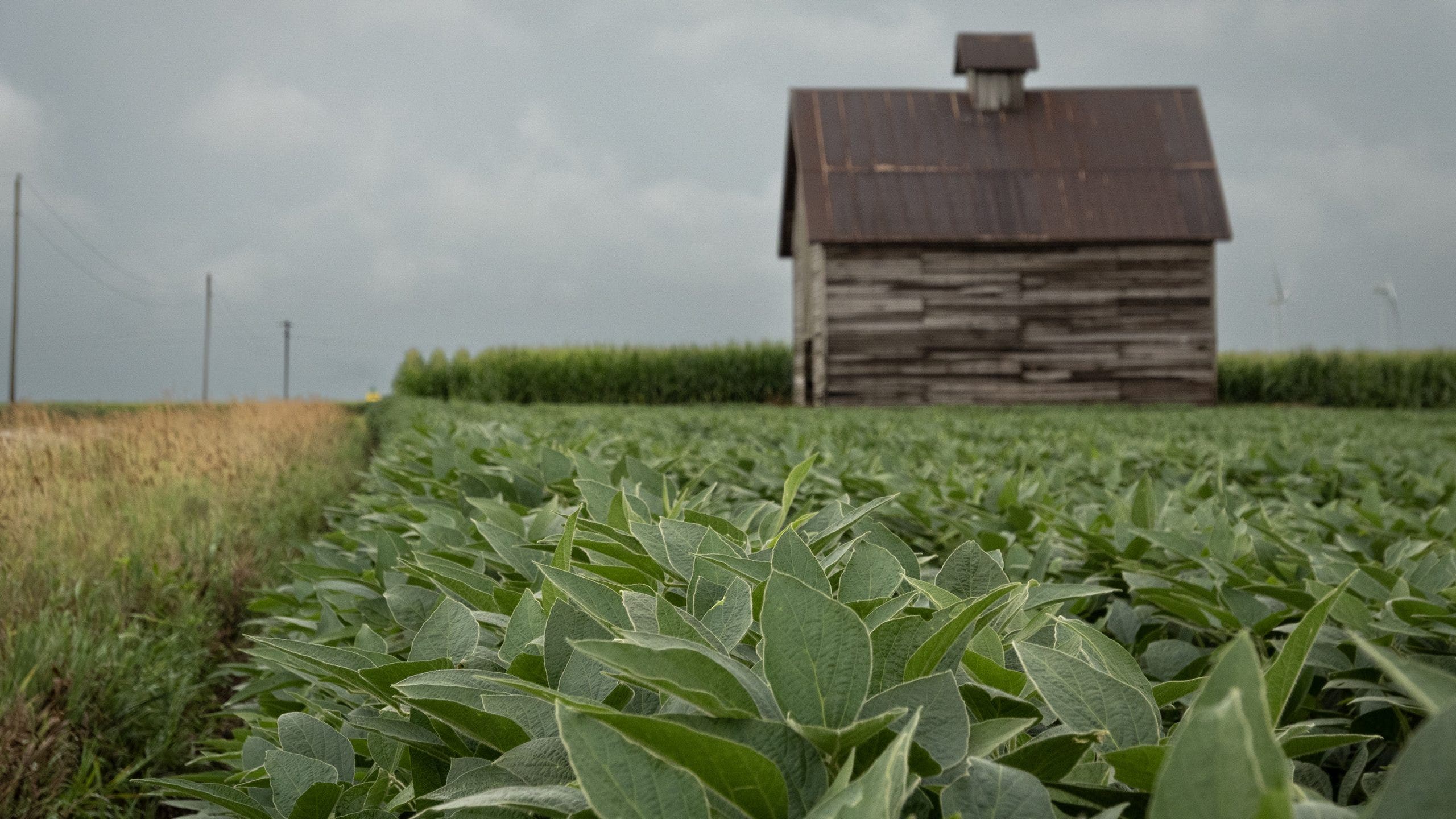 Controversial weed killer dicamba approved for some GMO crops: What to know