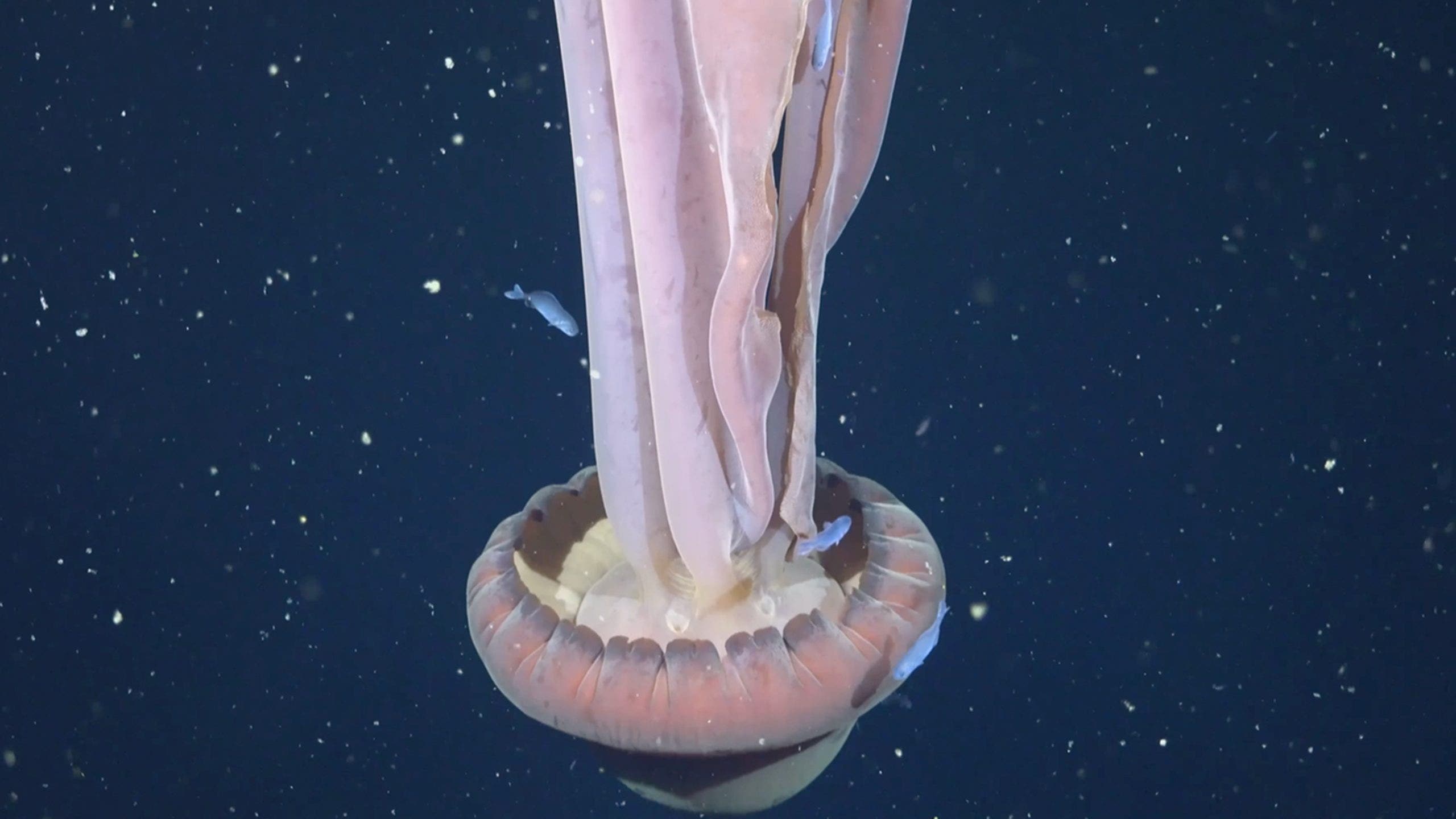 Rare giant phantom jellyfish caught on deep sea video off Argentina's coast