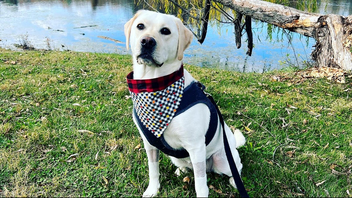 How people treat their pets is a good indicator of how they treat others, study finds