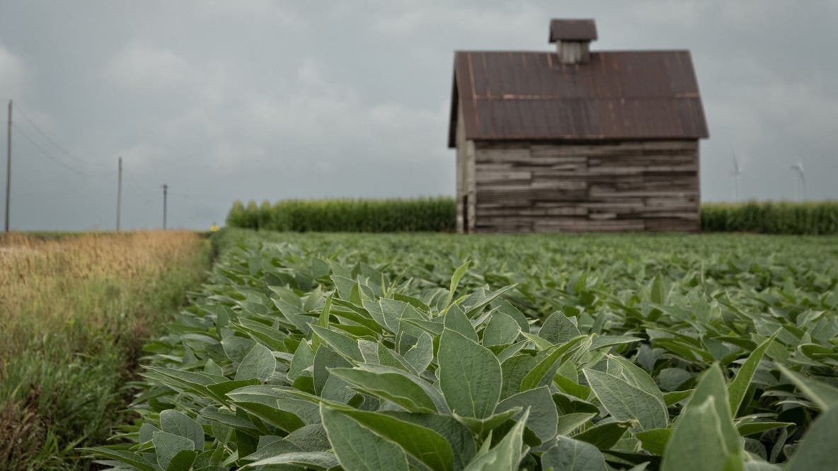 Controversial weed killer dicamba approved for some GMO crops: What to know