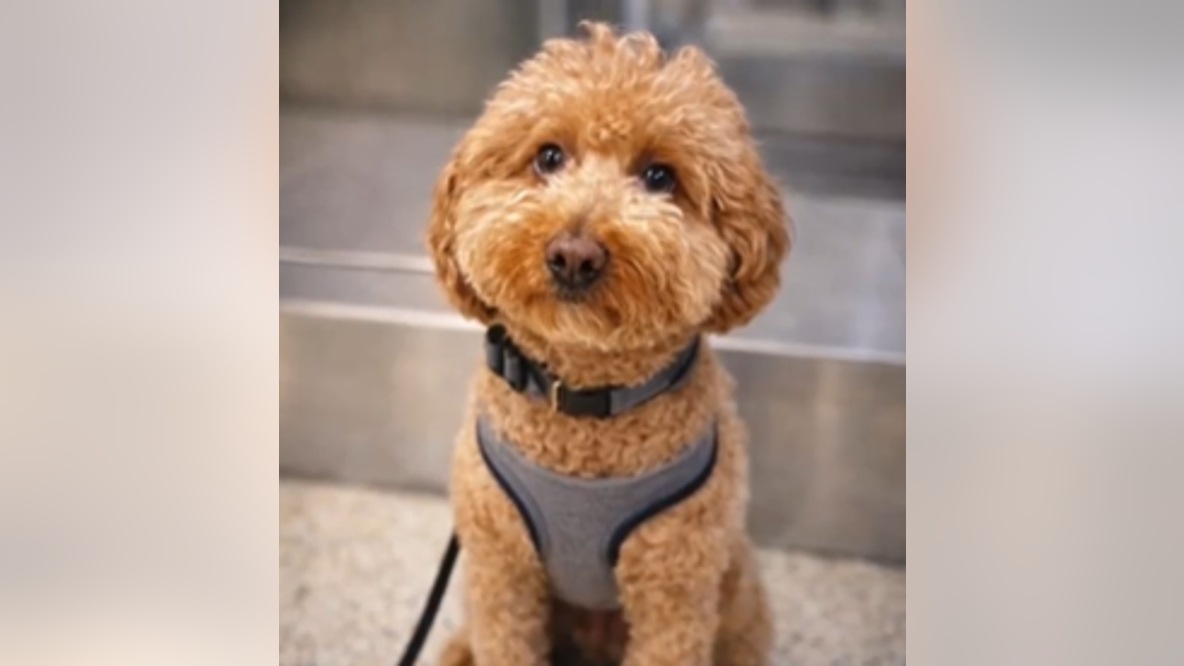 Left behind at Las Vegas airport, dog ‘JetBlue’ now has a forever home