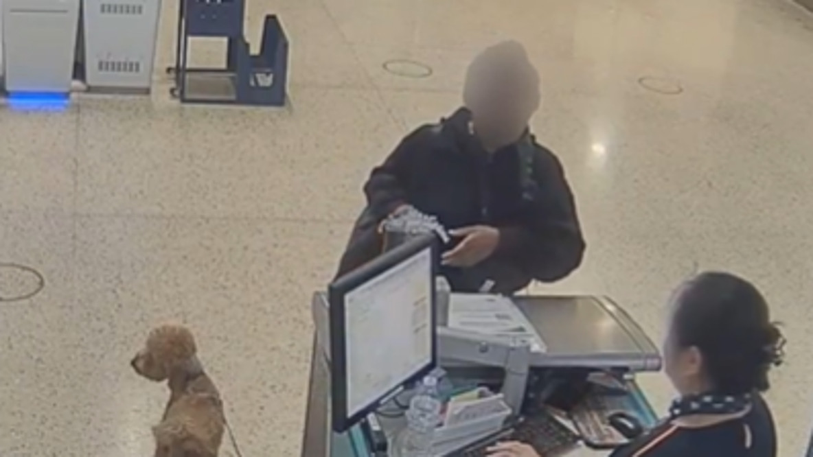 Dog found tied, abandoned at Las Vegas airport; owner arrested at gate