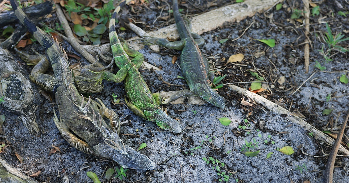 Florida freeze: More than 5,000 cold-stunned iguanas collected by Florida wildlife officials