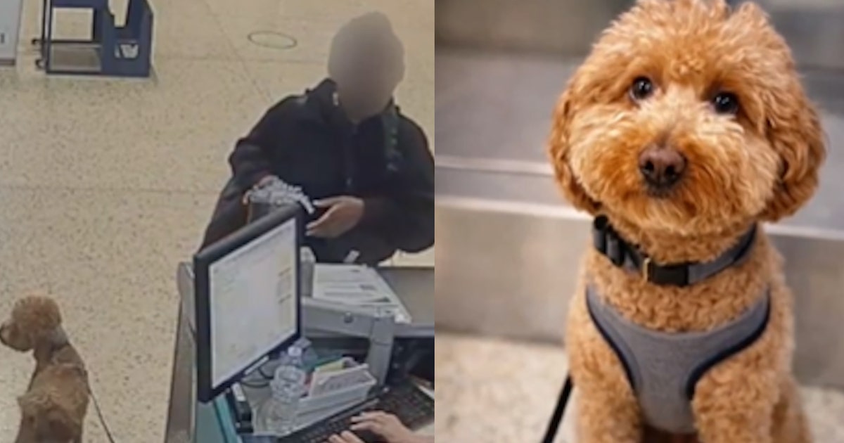 Dog found tied, abandoned at Las Vegas airport; owner arrested at gate