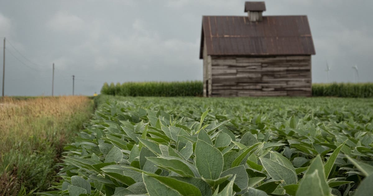 Controversial weed killer dicamba approved for some GMO crops: What to know