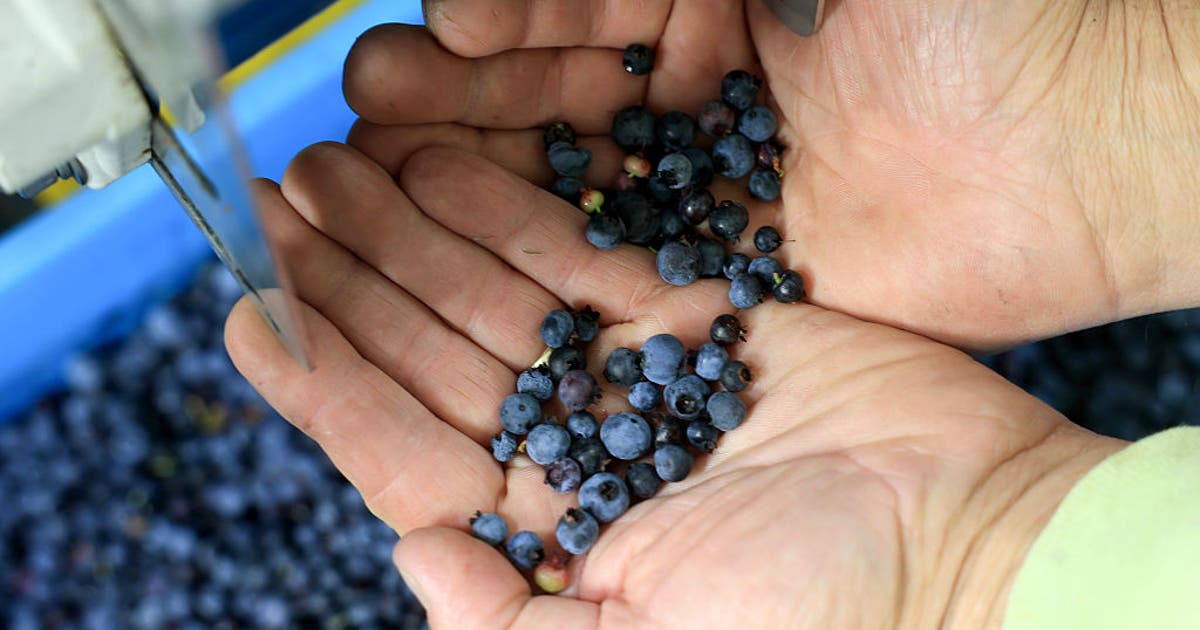 Wild blueberries may boost blood vessel function, heart health