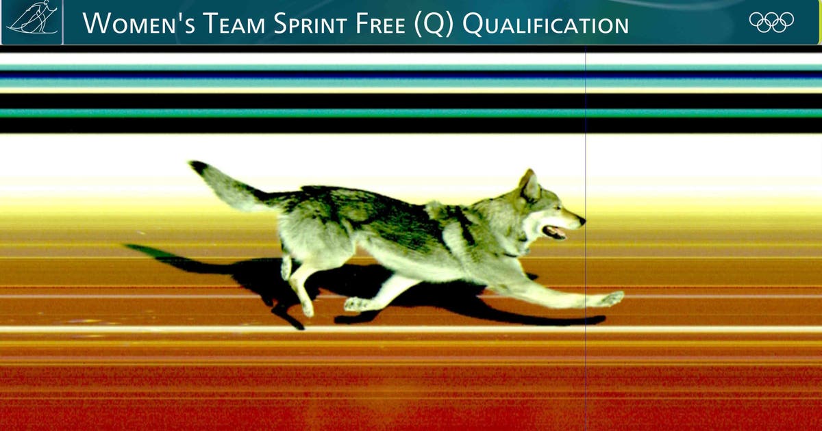 Photos: Wolfdog joins race, crosses finish line at Olympic ski event