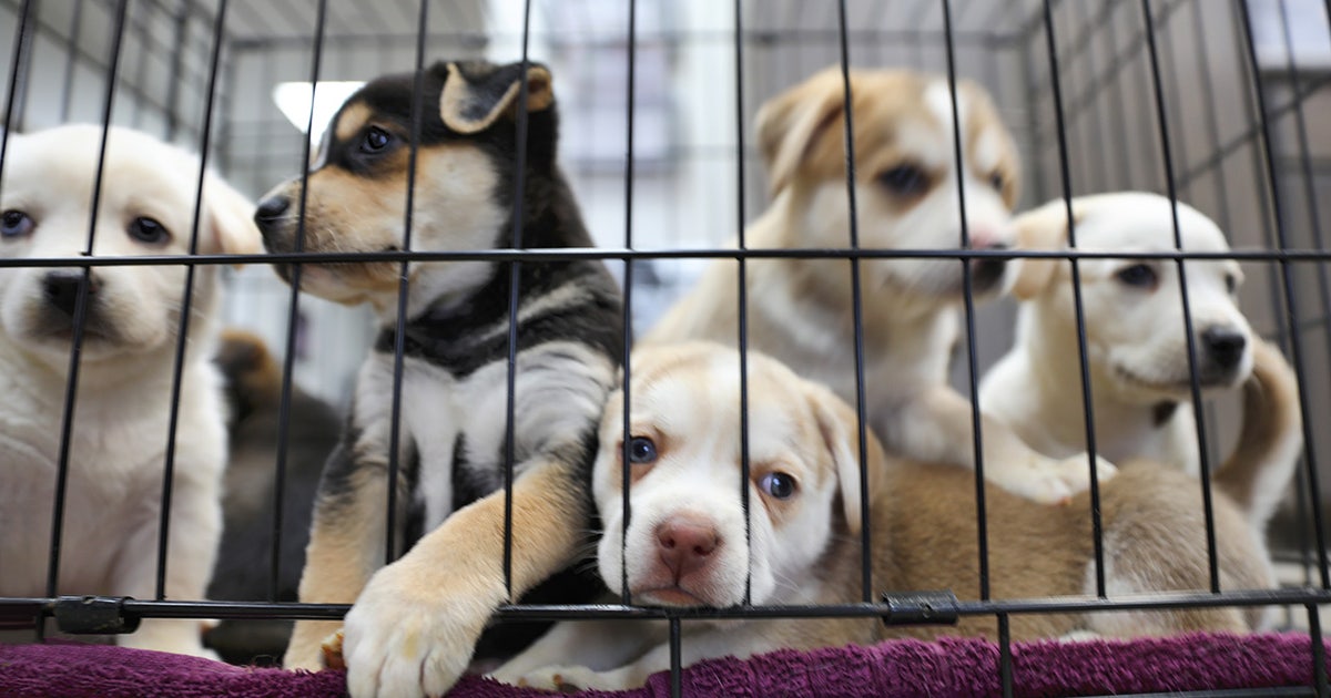 Multi-agency federal effort cracking down on abusive dog breeders and dogfighting rings