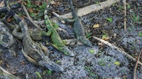 Florida freeze: More than 5,000 cold-stunned iguanas collected by Florida wildlife officials